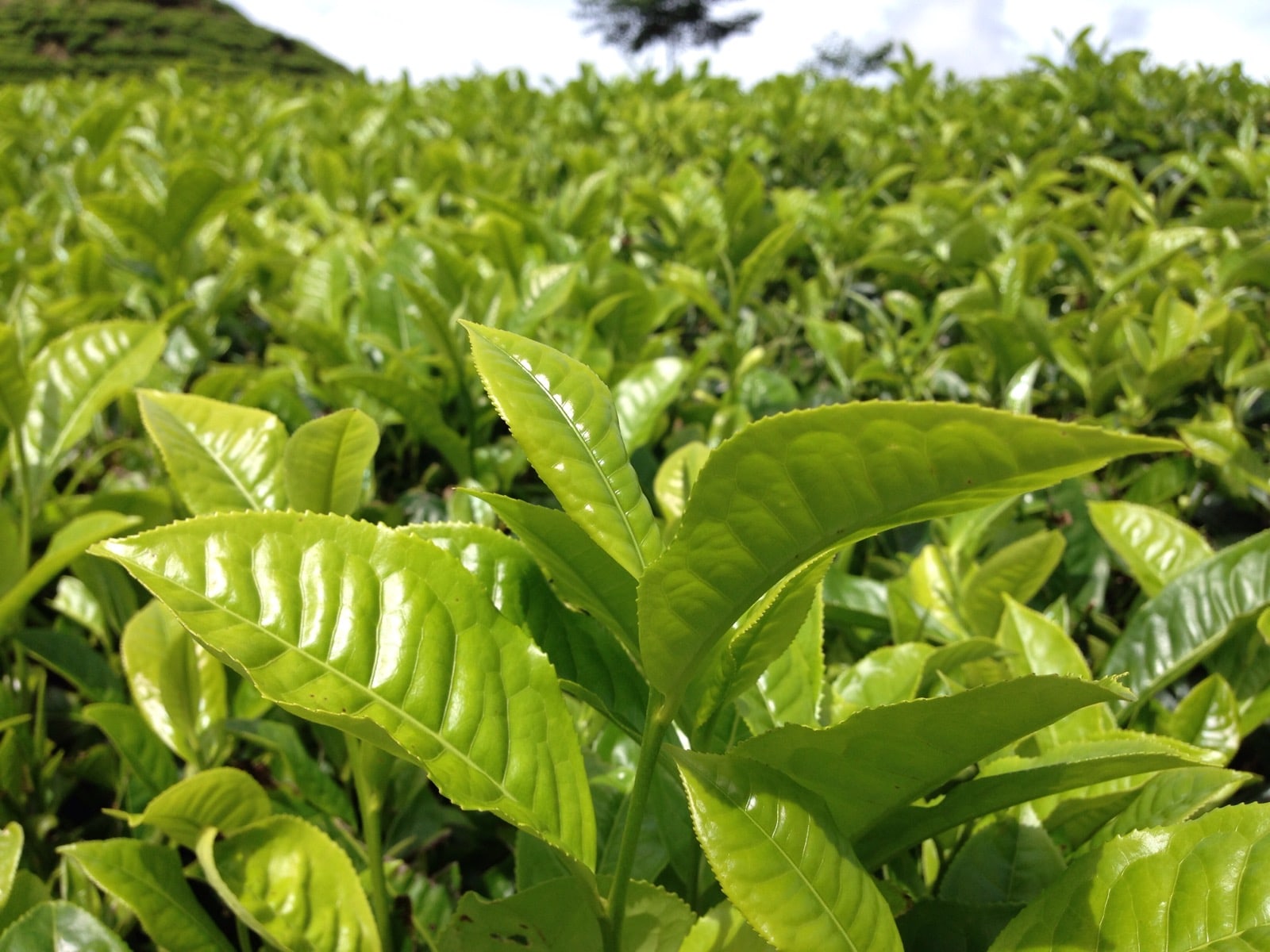 6 Kebun Teh Terbaik di Indonesia